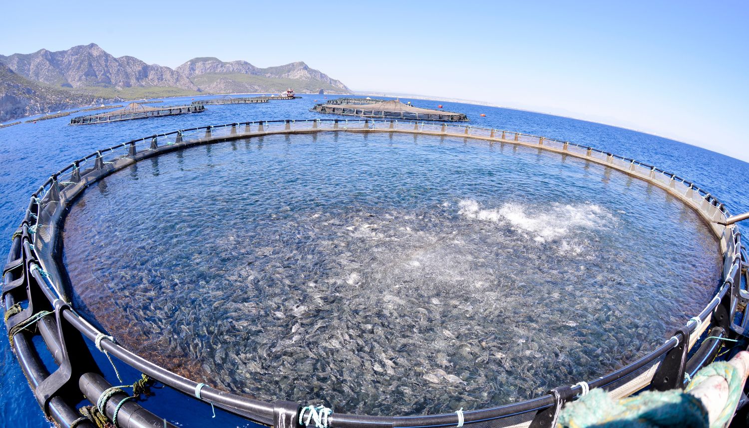 Foto einer Anlage mit mehreren Netzgehegen vor einer Küste mit Blick von oben in eines der Gehege, in dem ein Schwarm Fische die Wasseroberfläche aufwühlt.