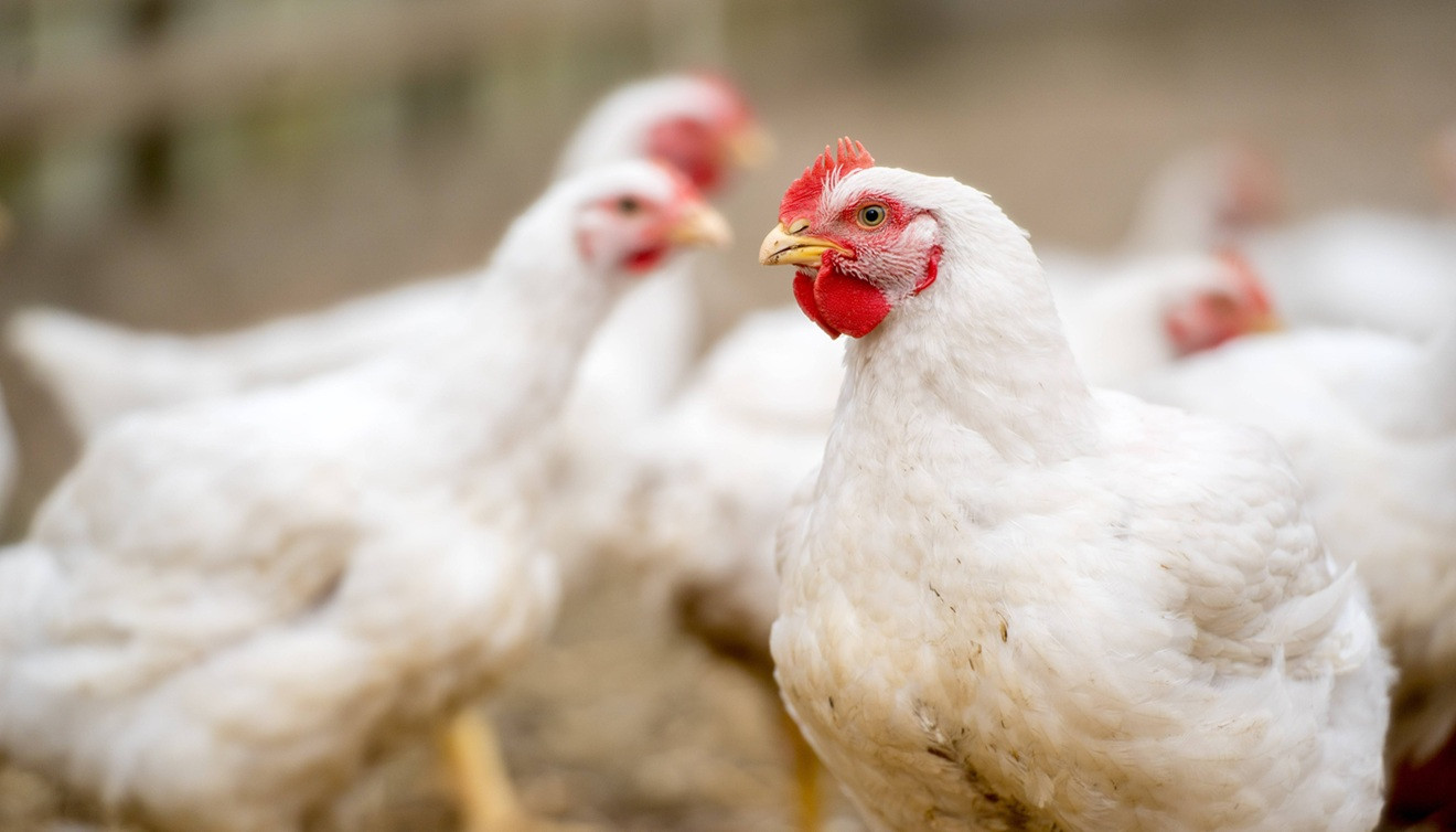 Weiße Hühner vor unscharfem Hintergrund