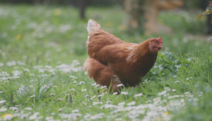 Huhn auf Wiese