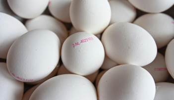 Ungeordnet aufeinander liegende weiße Hühnereier. Auf einigen ist der typische KAT-Stempel zu erkennen, hier: 