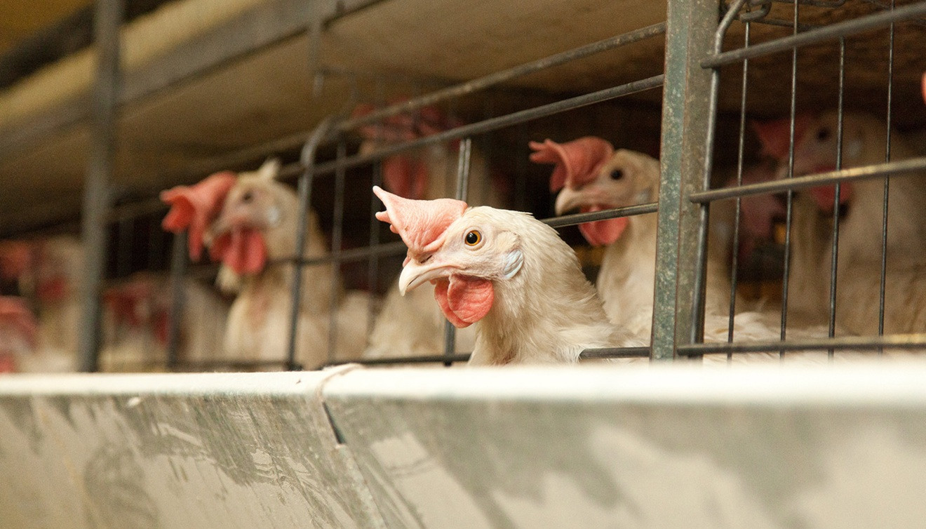 Huhn schaut aus einem Käfig