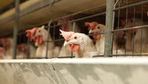 Huhn schaut aus einem Käfig