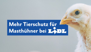 Banner Lidl Erfolg