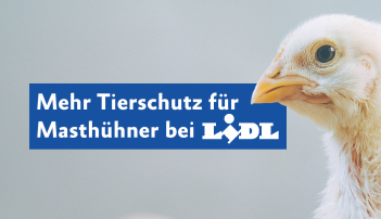 Banner Lidl Erfolg