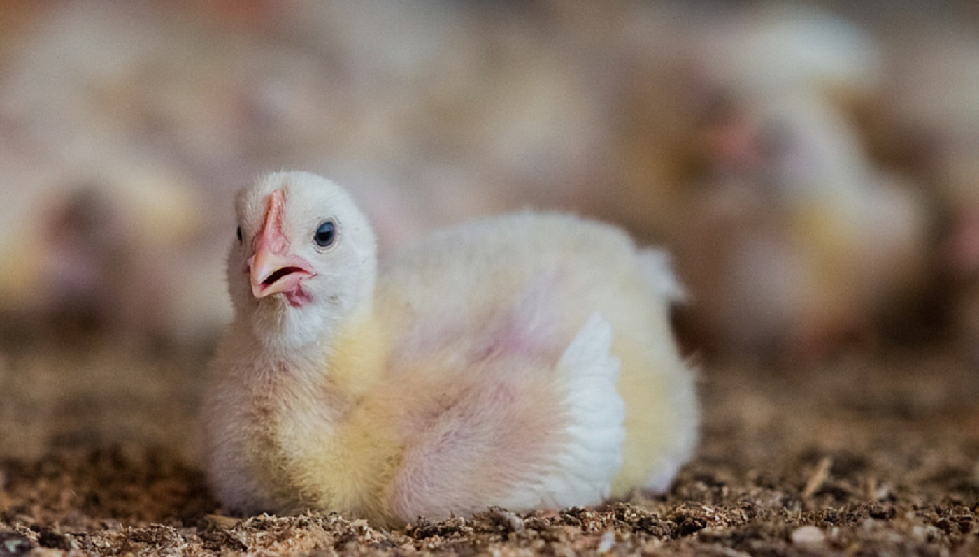 Junges Huhn schaut in die Kamera