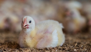 Junges Huhn schaut in die Kamera