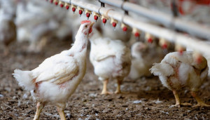 Huhn trinkt in Stall an Tränke