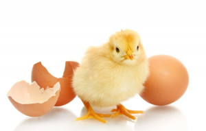 Mondelez ohne Käfigeier: Küken mit Eierschale