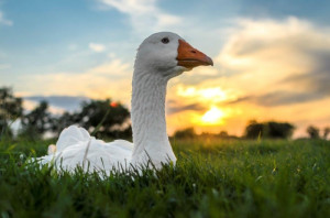 Gans auf Hof Butenland