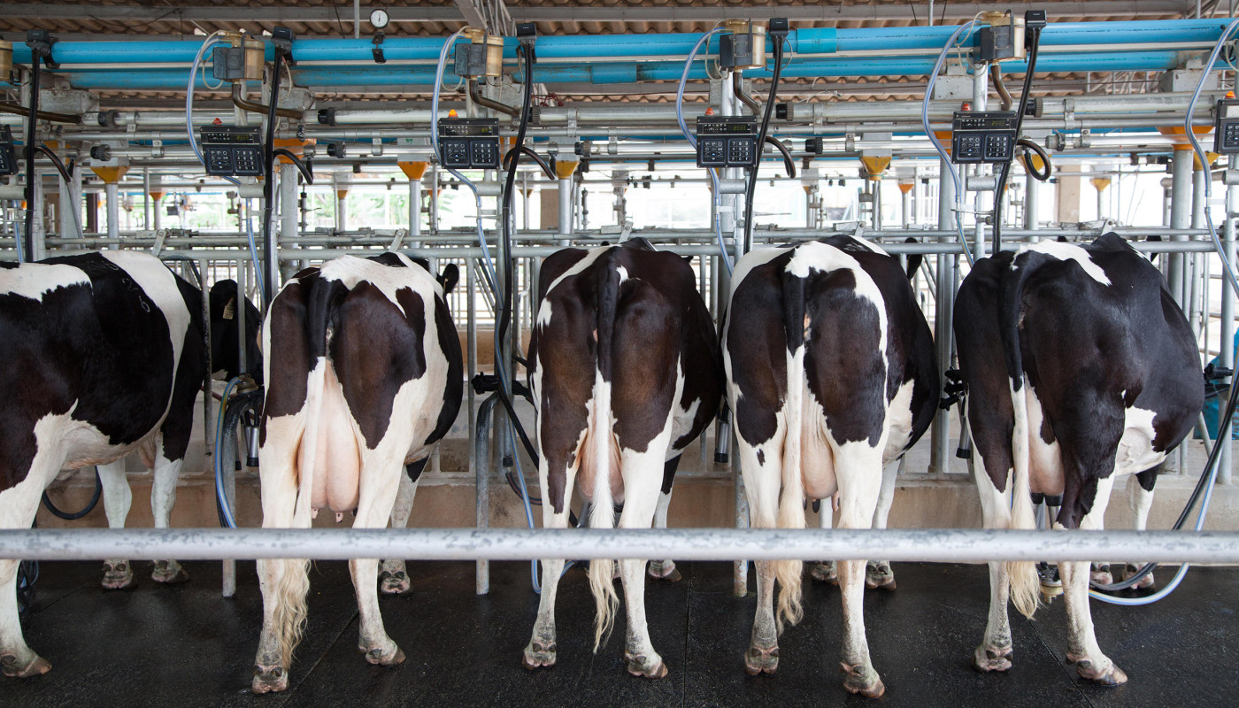 Tierschutzbund-Label für Milch – Kühe an Melkmaschine