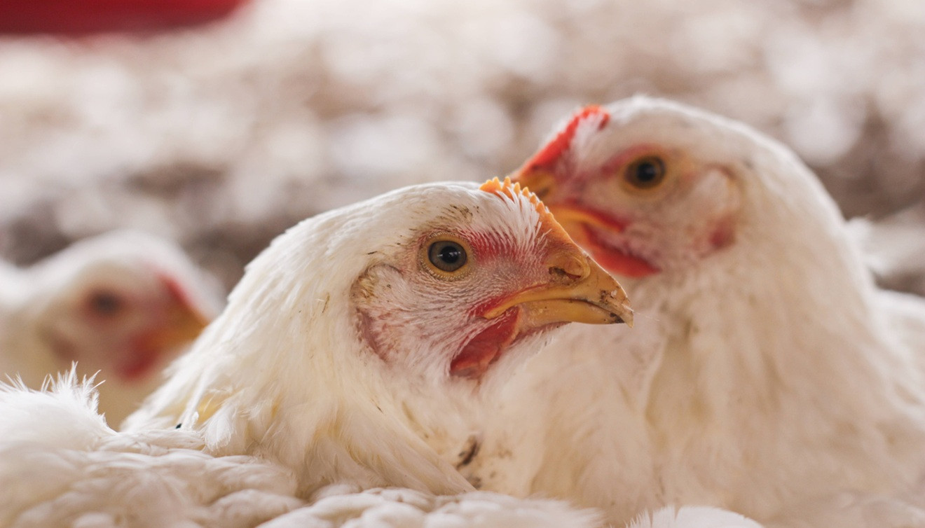 2 Hühnerköpfe umgeben von weiteren Hühnern