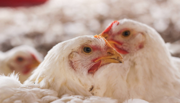 2 Hühnerköpfe umgeben von weiteren Hühnern
